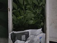 심산행중(5/27)..살아남기..