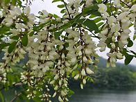 지리산 아카시아꽃