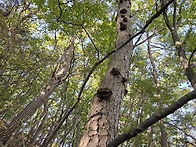 바보산행기