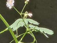 풍선덩굴꽃, 조롱박꽃