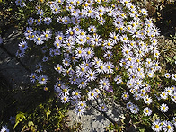쑥부쟁이-Aster yomen..