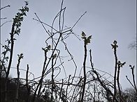 두릅산행 다녀왔네요