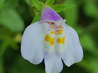 주름잎꽃