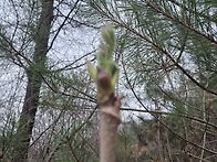 약초꾼산행(13일차)...두..