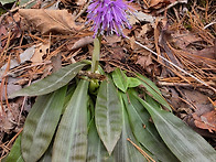 처음본 야생화 처녀치마