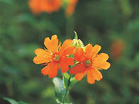 동자꽃 -Lychnis cogn..