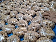 마지막 청국장하고 옥수수..