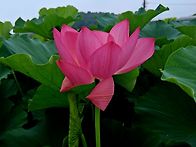 연꽃~ 꽃말 배신 청결 신..