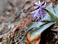 처녀치마#야생화