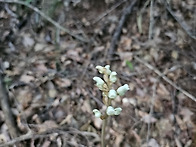 꽃송이 정찰 산행