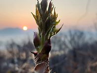 26년 첫두릅산행을....