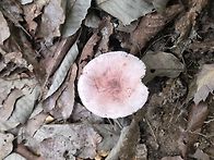 버섯산행(60화~ 오후산행)