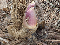 땅두릅 정찰산행~!!