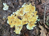 버섯산행