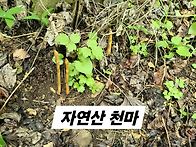 25,5,25천마산행