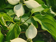 산딸나무꽃