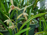 2025년초가을 우리집 난초