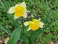 수선화 - 민경은