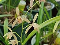 난꽃과 추석 - 민경은