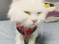 너무나 많이 길에 있는 애..