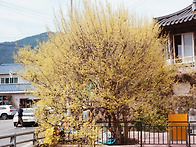 구례 산수유 마을