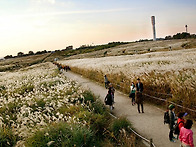 난지도(蘭芝島)