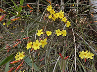 영춘화(迎春花)