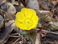 무등산의 복수초