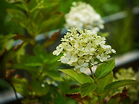 목수국