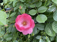 향수(옥천)님