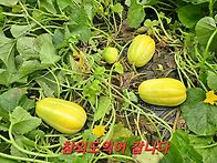 여름이 익어갑니다