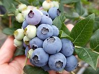 블루베리 수확철입니다.