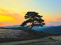 세비재 나홀로나무