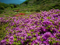 합천 황매산 산행 1