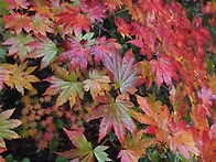 설악 흘림골 산행