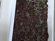 새싹이 돋아납니다...