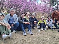 원미산 진달래~^..