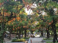 부천중앙공원 능소..