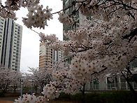 묘용시수류화개(妙用時水流..