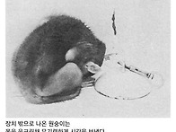 원숭이 애착 실험의 끔찍한..