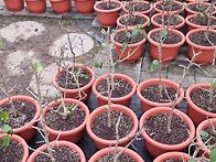 덴마크 무궁화분갈이