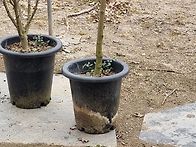 무궁화 화분 첫출하