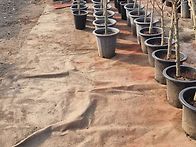 무궁화대형화분 분갈이