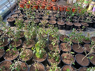 덴마크무궁화 분갈이