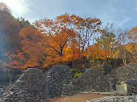 20251195 단풍으..
