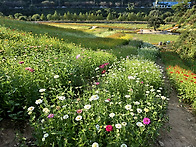 정읍 구절초 축제장의 풍경