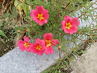 샘들이축하