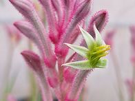 캥거루발톱의 꽃