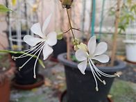 나비시다래(클레로..