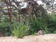 산에서 피운 수레..